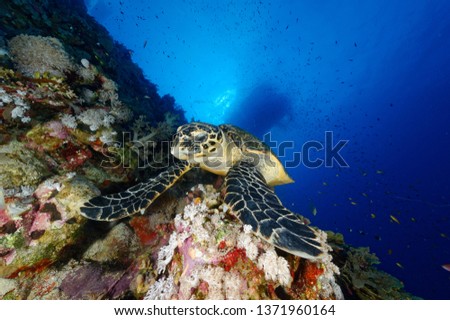 turtle watching scuba diver and feeling corals 