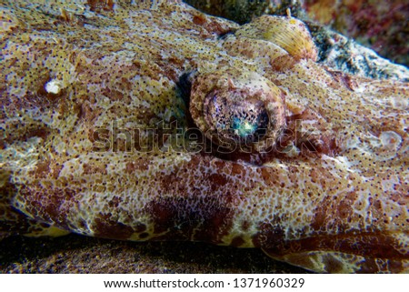 close up picture of crocodile fish eye 