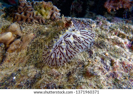 close up picture of sea slug 