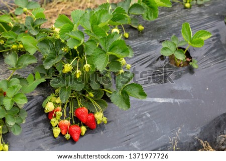 Strawberry Field (Emiralem / Izmir / Turkey)