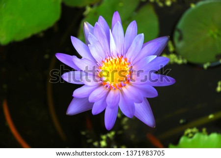 Lotus blooming on water surface and green leaves