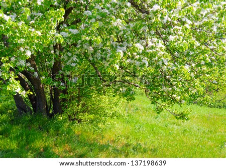 Beautiful spring tree with fresh green leaves and white flowers in the grass meadow