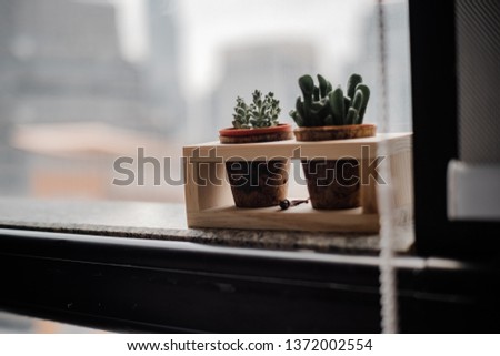 cactus in office