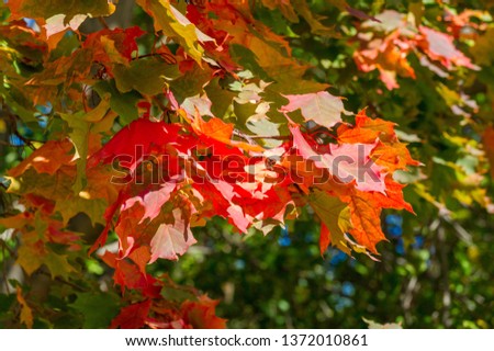 Autumn landscape, Autumn leaves with the blue sky background, Yellow, red and green bright leaves and branches, fall themes