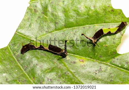 Caterpillar of popinjay butterfly ( Stibochiona nicea ) resting on theirs host plant leaf , 5th instar , growth