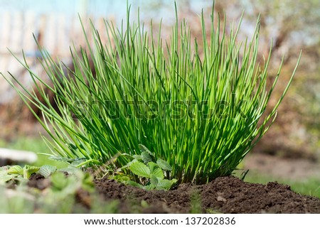 fresh and young chives in a spring garden