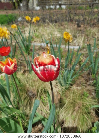 a red flower blooming in the spring