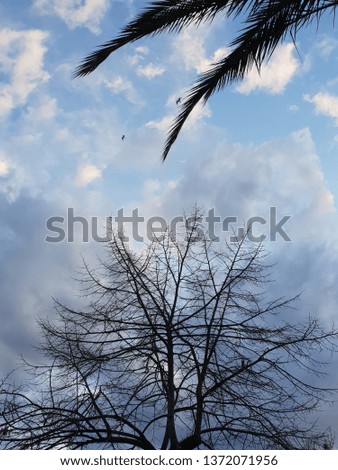 Silhouette of a palm tree against the blue sky in the clouds with flying birds.