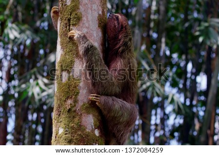 Sloth crawling on a tree trunk
