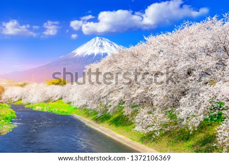 Mount Fuji with Sakura cherry blossom at the river, Shizuoka, Japan