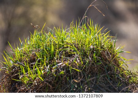 New spring grass on a gray background