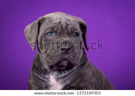 Kane Corso puppy. Portrait on purple background.