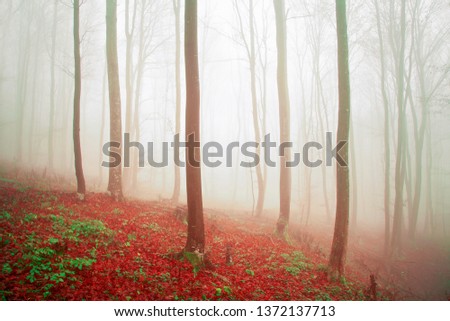 Mystic foggy saturated forest landscape.