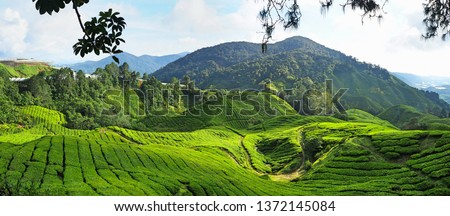 Panorama of the tea plantation in the Cameron Highlands in Malaysia. Wonderful green landscape and panoramic view. Royalty-Free Stock Photo #1372145084