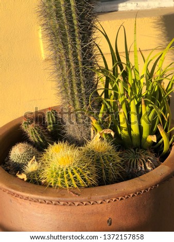 Home and Garden - Different types of Cactus in a Pot Plant with a blurred background.
