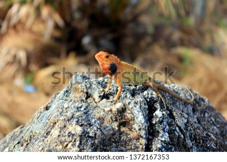 chameleon on the rock, Thailand