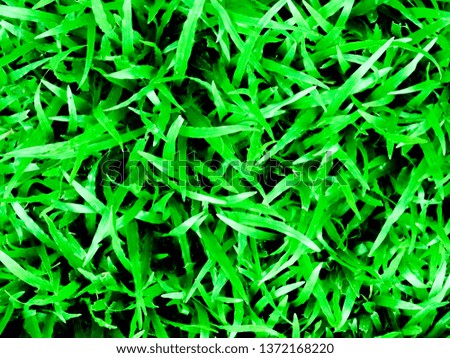 green grass groth garden