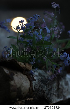 blue flowers Myosotis at night on a birch stump