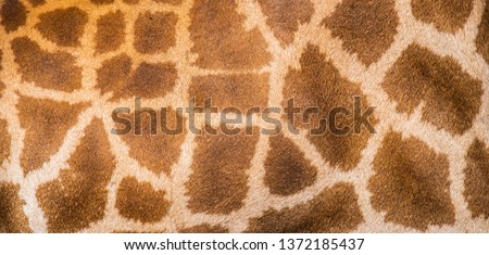 Close up of a giraffe skin pattern. Royalty-Free Stock Photo #1372185437