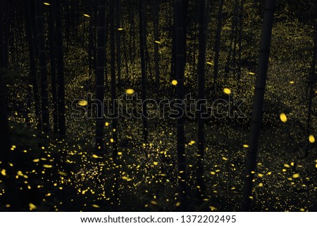 Firefly are a Japanese summer tradition.