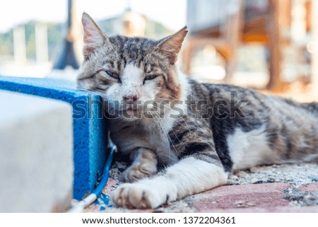 Cat leaning on the pavement and resting.