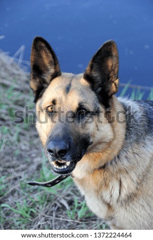 German Shepherd dog close up with blue river water on background