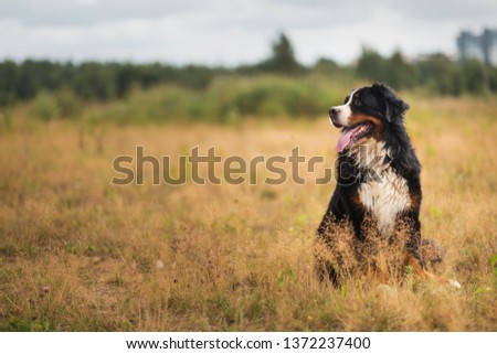 Portrait of bernese mountain dog sitting in the yellow field and looking aside