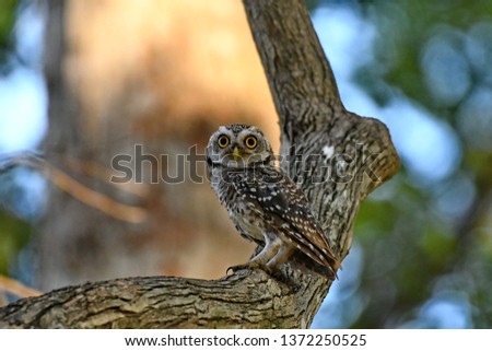 The Cute owl