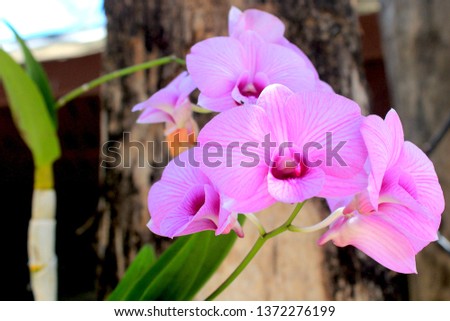 beautiful tropical flowers
