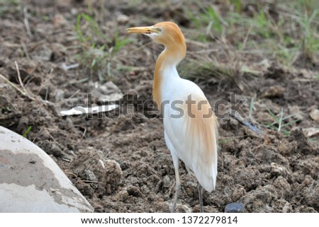 The cattle egret (Bubulcus ibis) is a cosmopolitan species of heron (family Ardeidae) found in the tropics, subtropics, and warm-temperate zones. It is the only member of the monotypic genus Bubulcus,