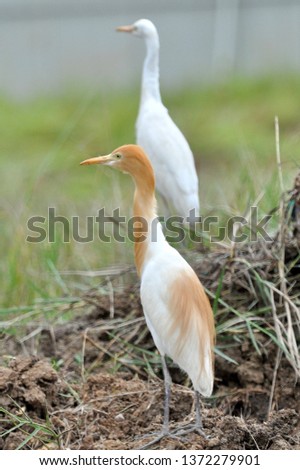 The cattle egret (Bubulcus ibis) is a cosmopolitan species of heron (family Ardeidae) found in the tropics, subtropics, and warm-temperate zones. It is the only member of the monotypic genus Bubulcus,