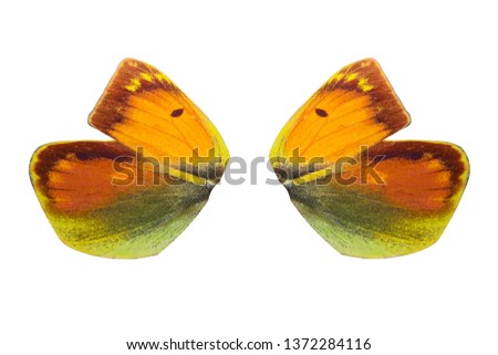 butterfly wings isolated on white background.