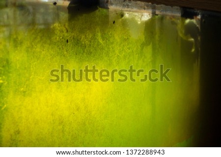 Image of some green and brown algae on the glass of a dirty fish tank. Algae is an informal term for a large, diverse group of photosynthetic eukaryotic organisms.