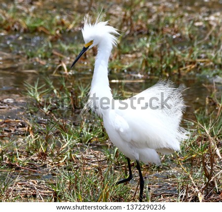 Snowy Egret enjoying the sun and the water in Trinidad & Tobago