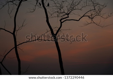 Red sky in twilight time and silhouette trees.