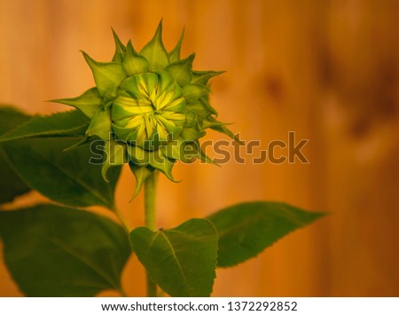 Single Sunflower Ready to Bloom with Flat Background
