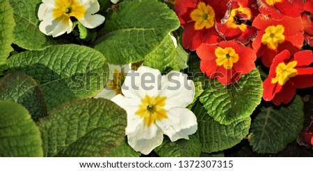 multi color flowers 