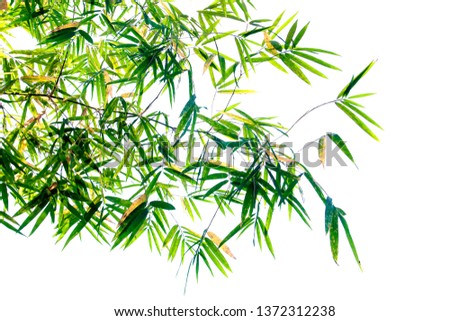 bamboo leaves isolated on white background with clipping path.
