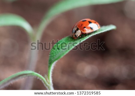 Ladybug crawling on the leaves of a young tomato plant seedling. Blurred background.