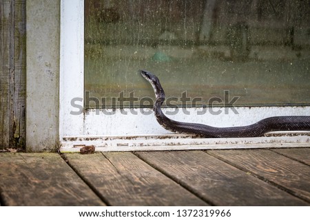 Black rat snake looking in sliding glass door on back porch in North Carolina in spring. Snake season is beginning. Practice pet safety