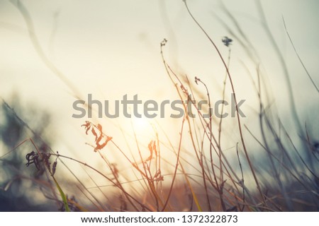 Dry plants in autumn forest at sunset. Shallow depth of field, vintage filter
