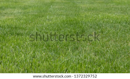 Background grass, landscape