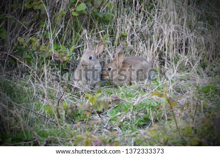 two baby rabbits in grass
