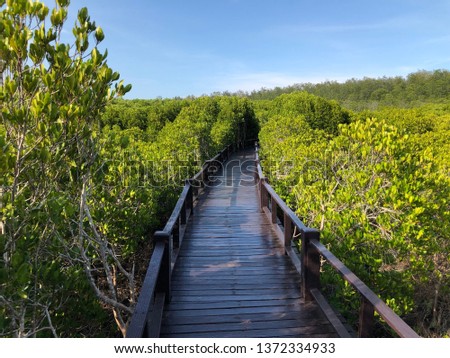 Mangrove forest, mangrove forest pathway