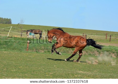 Cheerful horse on pasture