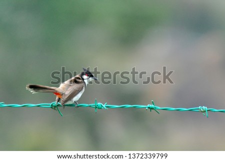 Red-whiskered bulbul (Pycnonotus jocosus), or crested bulbul, is a passerine bird found in Asia. It is a member of the bulbul family. It is a resident frugivore found mainly in tropical Asia. 