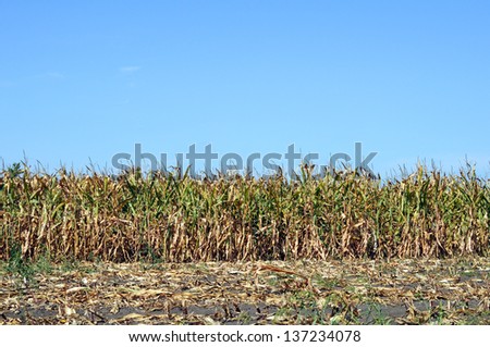 corn in field near harvest time