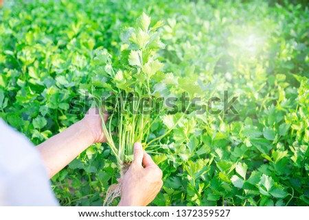 Hand of farmer holding Celery Hydroponics vegetable in famrland. Royalty-Free Stock Photo #1372359527
