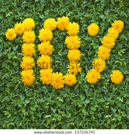 Natural background with green grass and dandelion