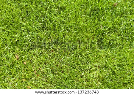 New Spring Green Grass for design
